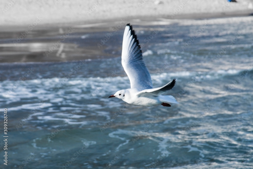Beautiful sea gull close-up in flight over the sea. Beautiful sea gull close-up in flight over the sea.