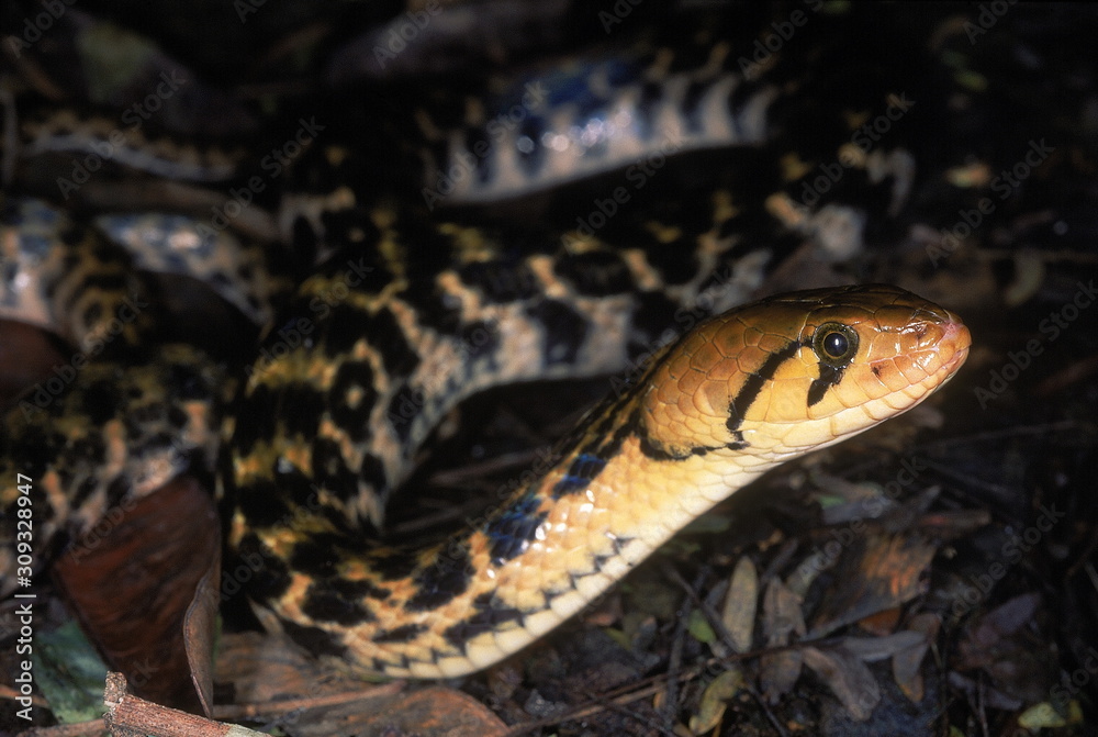 Obraz premium Xenochrophis piscator CHECKERED KEELBACK WATER SNAKE. CLOSE UP. Non venomous. Photographed near Pune (=Poona district) Maharashtra, INDIA.