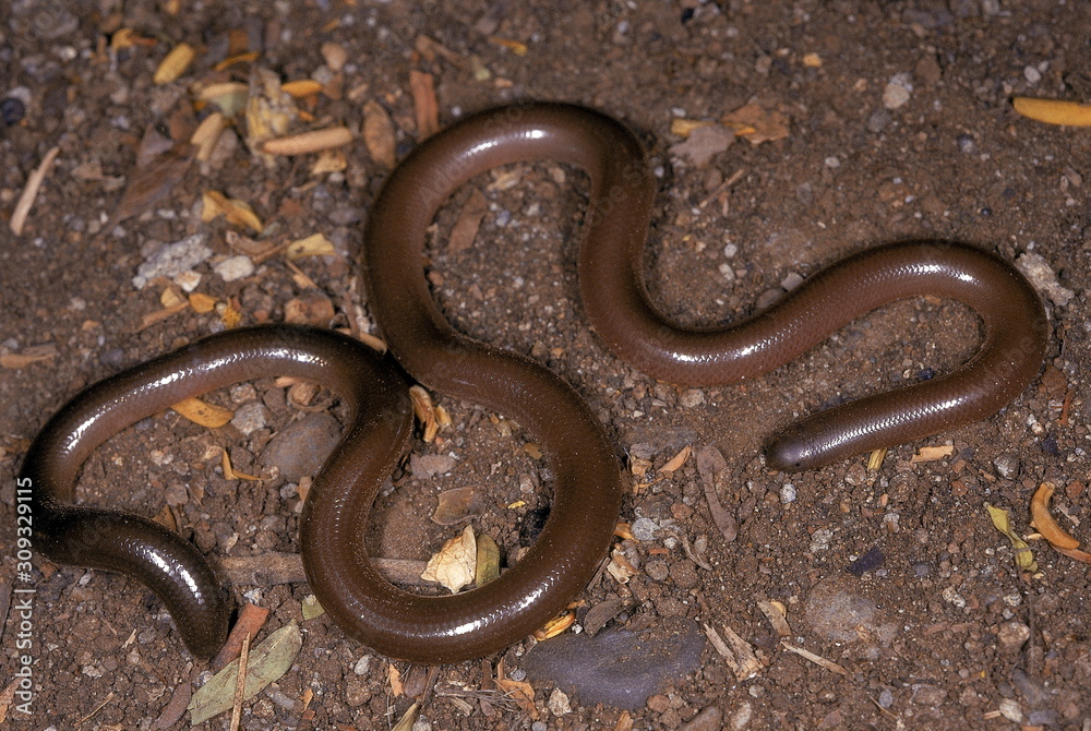 Rhinotyphlops acutus BEAKED WORM SNAKE. ENTIRE. Non venomous. Photographed near Pune (=Poona), Maharashtra, INDIA.