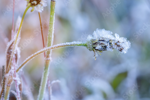 Grass covered with hoarfrost. Winter background with the frozen grass