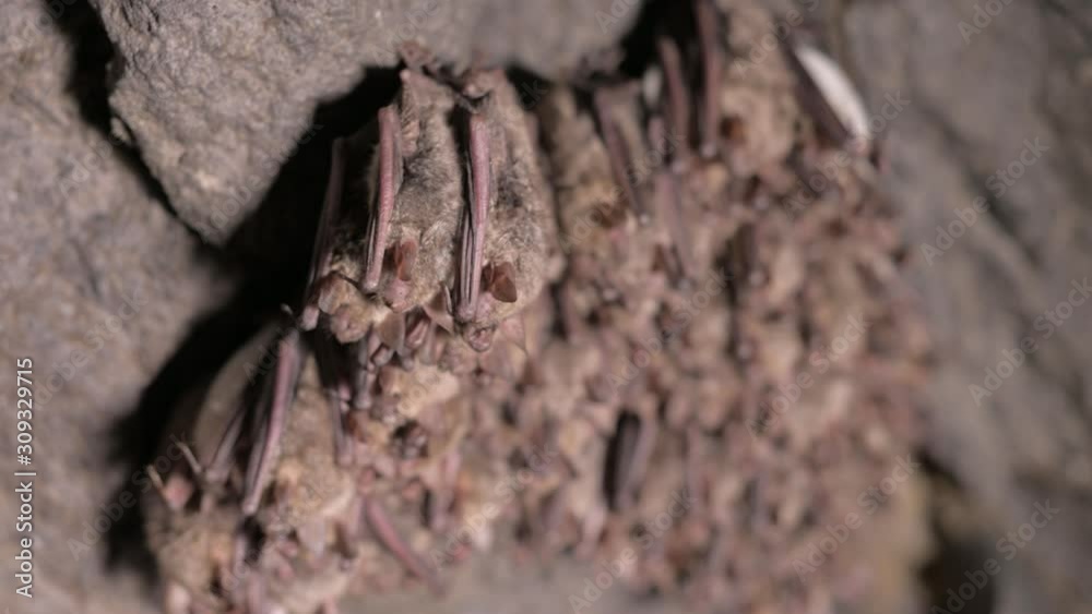 Speleological surveys in a deep cave. A group of small brown bats are sleeping on the ceiling of the cave. Wild bats in the natural environment 4k Speleological surveys in a deep cave. A group of small brown bats are sleeping on the ceiling of the cave. Wild bats in the natural environment 4k