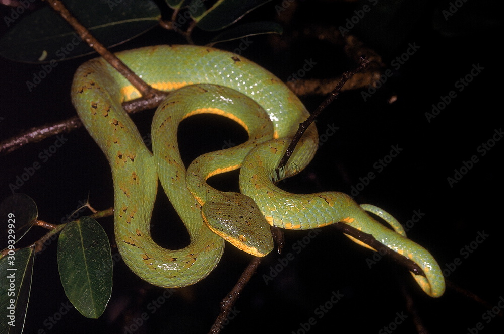 Obraz premium BAMBOO PIT VIPER Trimeresurus gramineus. Adult from Lonavla, Maharashtra, India.