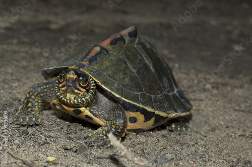 Terrapin - front view.