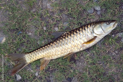 Golden mahaseer, Uttaranchal, India. photo