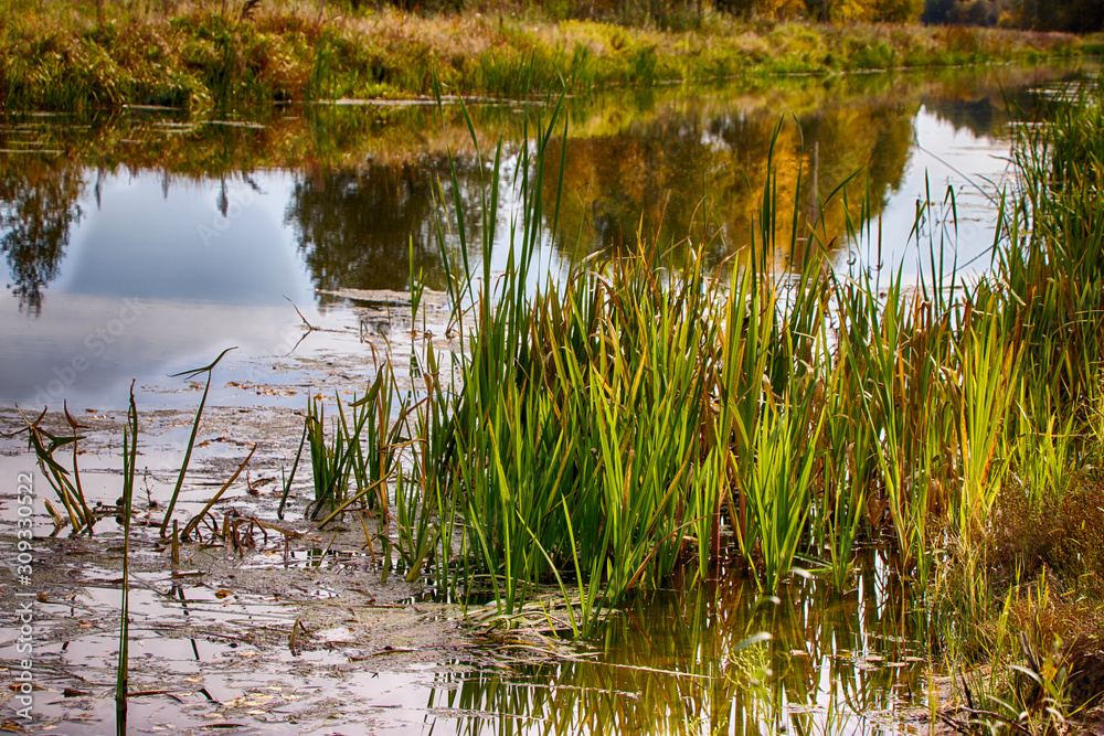 Autumn river in sedge and calamus. Relaxation and relaxation on the beach. Belarus. Salihorsk. Autumn river in sedge and calamus. Relaxation and relaxation on the beach. Belarus. Salihorsk.
