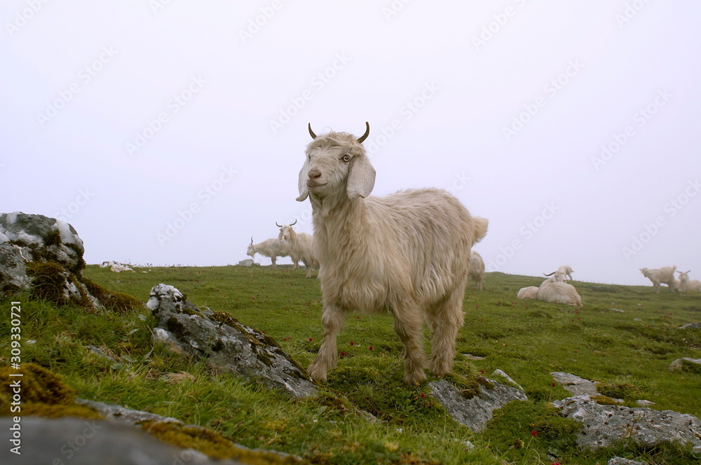 Fototapeta premium Goat in alpine meadow, Uttaranchal, India.