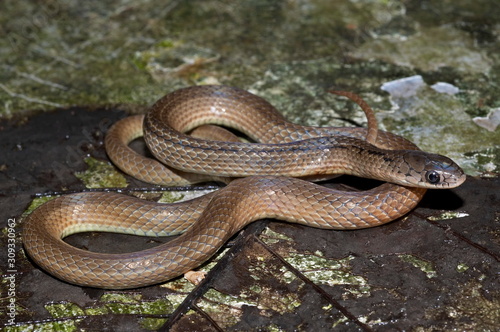 Lesser Striped-neck Snake Liopeltis calamaria, Satara, Maharashtra, India.