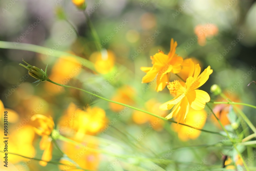 Obraz premium yellow flower nature background