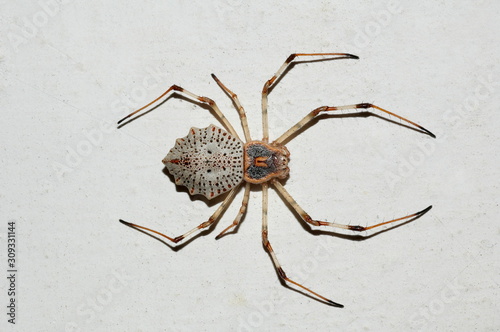 Spider. Herennia species DORSAL VIEW. Locality: Kodagu (Coorg) Karnataka, INDIA