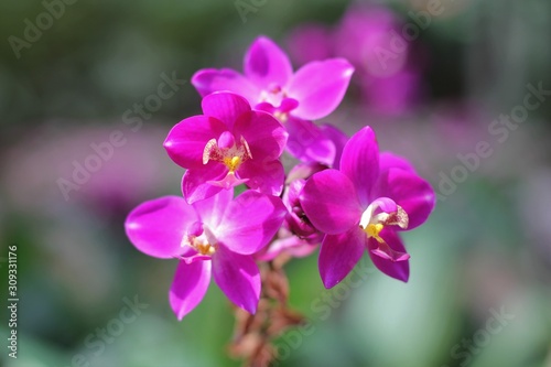 Pink orchid background © yenzaar