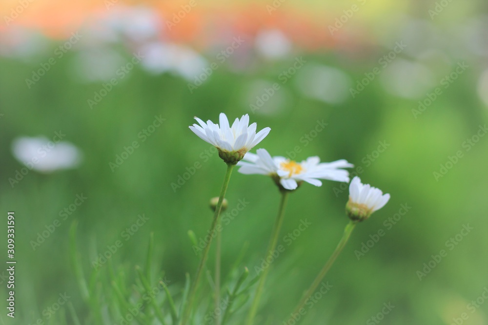 eautiful white daisy flowers in the green yard with blur background eautiful white daisy flowers in the green yard with blur background