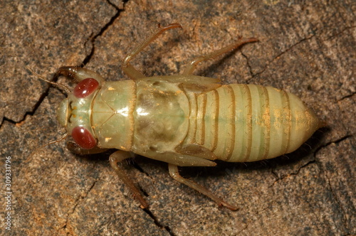 INSECT. Cicada nymph. Photographed in Agumbe, Karnataka, INDIA.