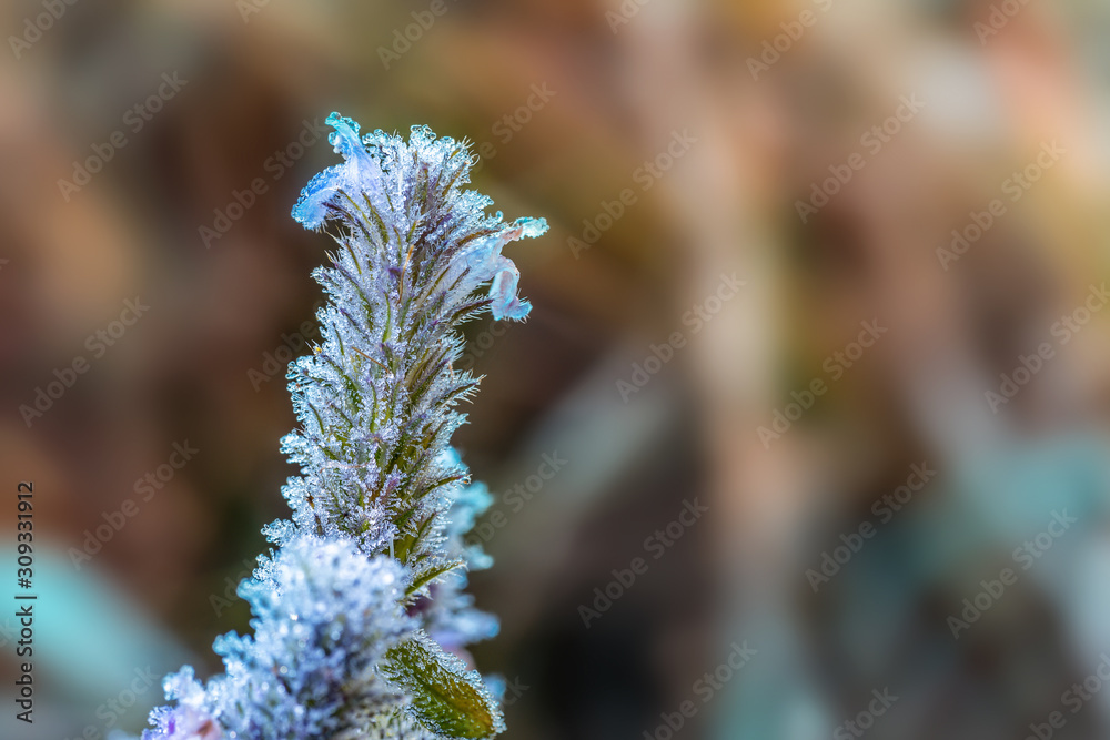 Foliage in hoarfrost on a sunny morning. Hoarfrost in winter. Frosty patterns. Foliage in hoarfrost on a sunny morning. Hoarfrost in winter. Frosty patterns.