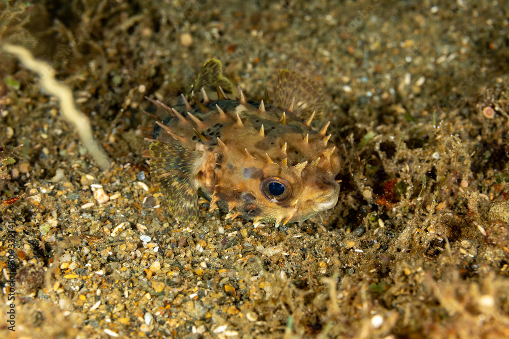 The surprising underwater world of the Indian and Pacifical Oceans