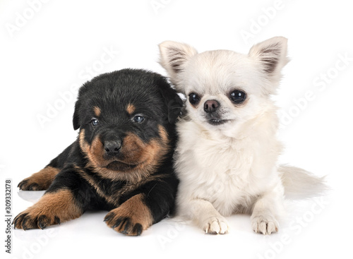 Fototapeta Naklejka Na Ścianę i Meble -  puppy rottweiler and chihuahua