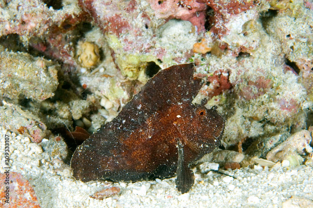 A Reddish Brown Leaf Scorpion Fish Mataking, Malaysia. indo pacific marine,  underwater world