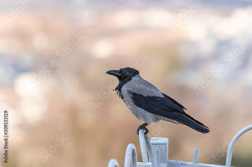 Crow  sitting on a metal fence of the Muslim part of the tomb of the grave of the prophet Samuel on Mount of Joy near Jerusalem in Israel