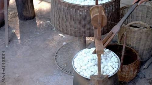 Close up of woman pulling silk form silkworm cocoons