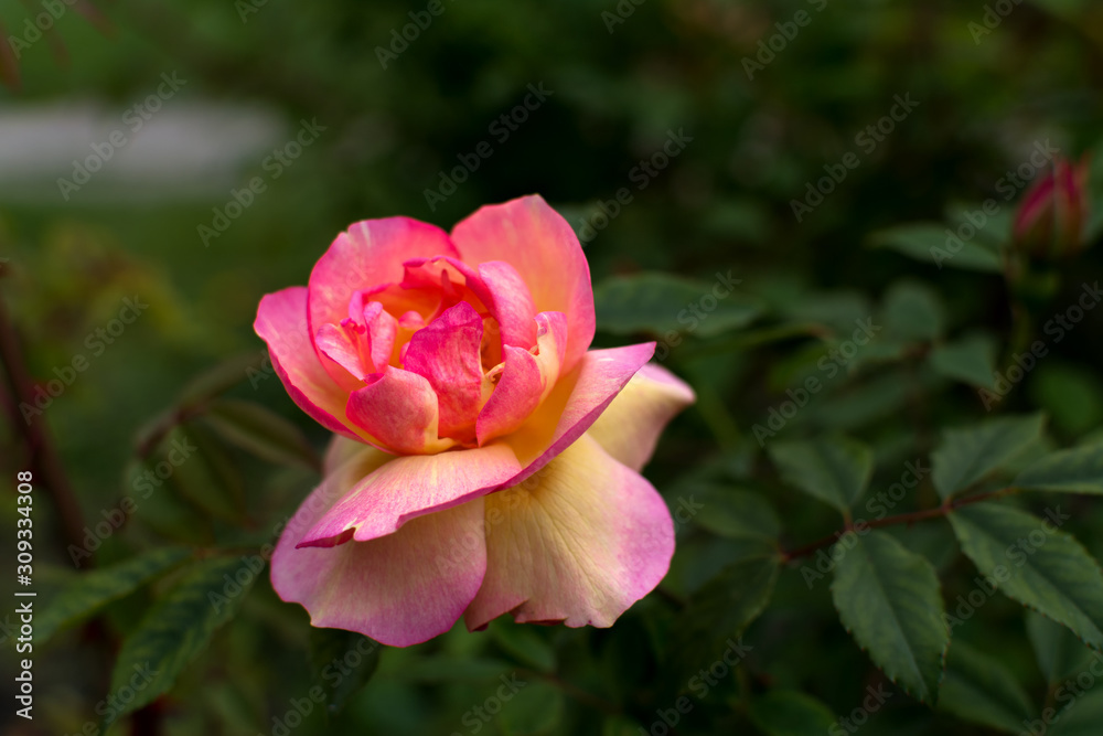 The Rose. Flower. Bud close up. Soft focus. Nature.
