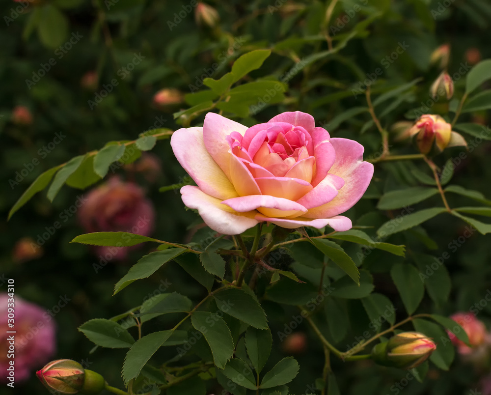 The Rose. Flower. Bud close up. Soft focus. Nature.