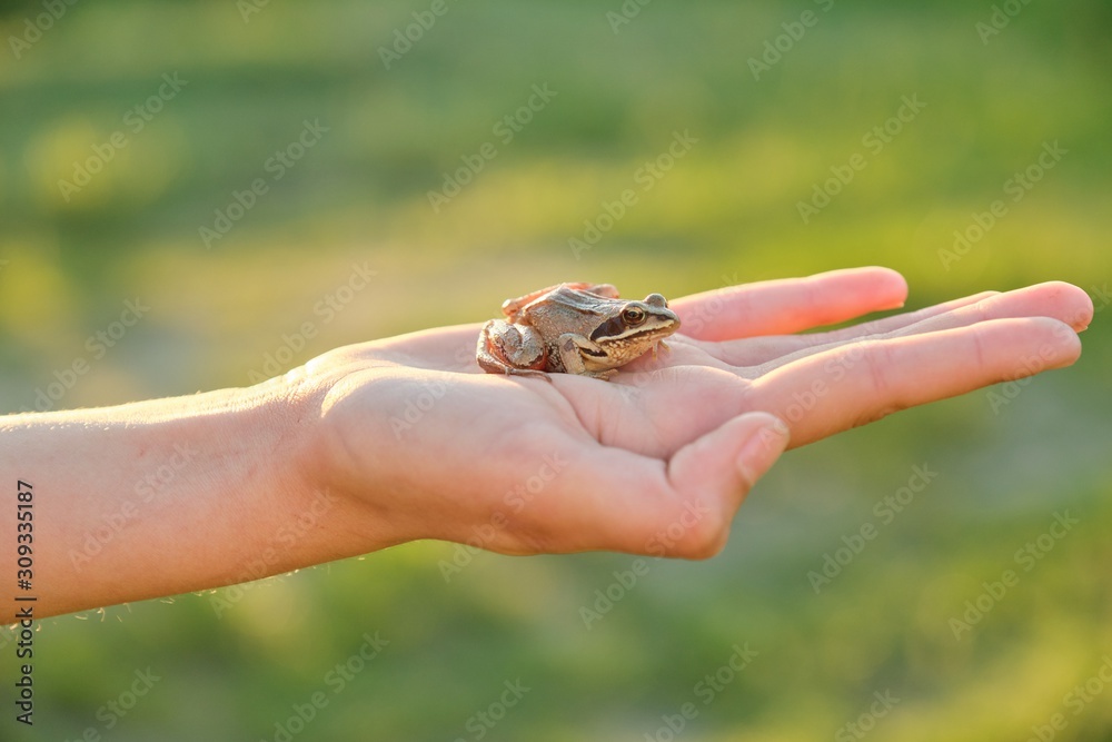 Close-up of little green frog sitting on girl hand