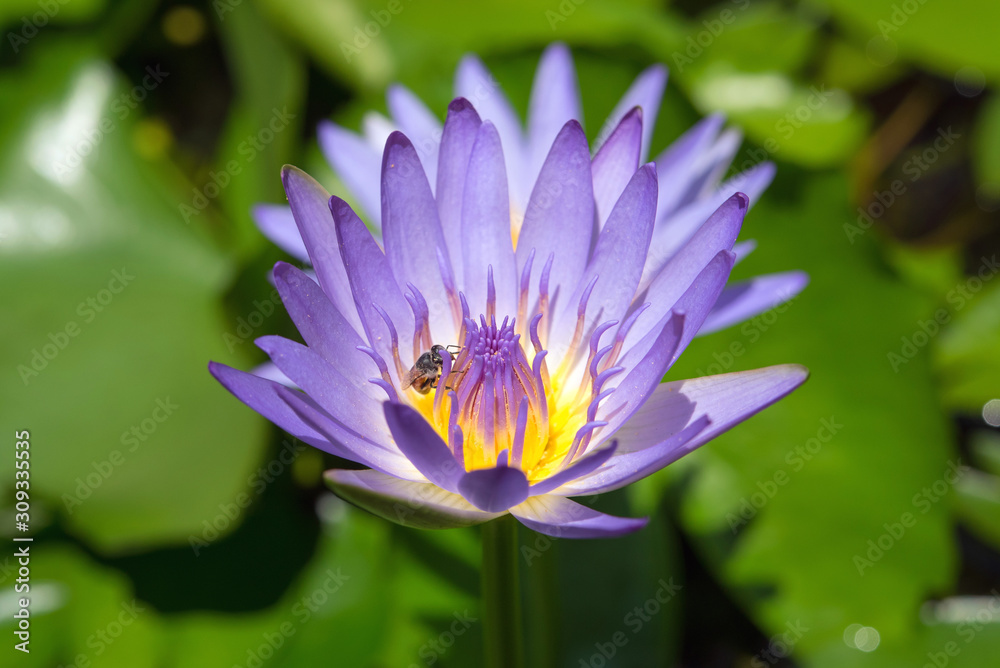 Water lily & bee in Hoi An, Vietnam　蜜蜂と睡蓮（ベトナムのホイアン）