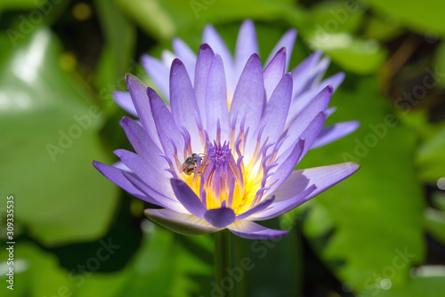 Water lily & bee in Hoi An, Vietnam 蜜蜂と睡蓮（ベトナムのホイアン）