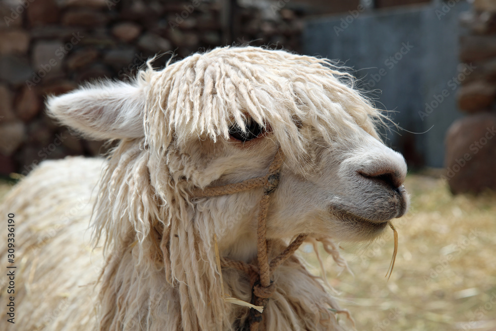Lama (Lama glama) in Peru. Südamerika Lama (Lama glama) in Peru. Südamerika