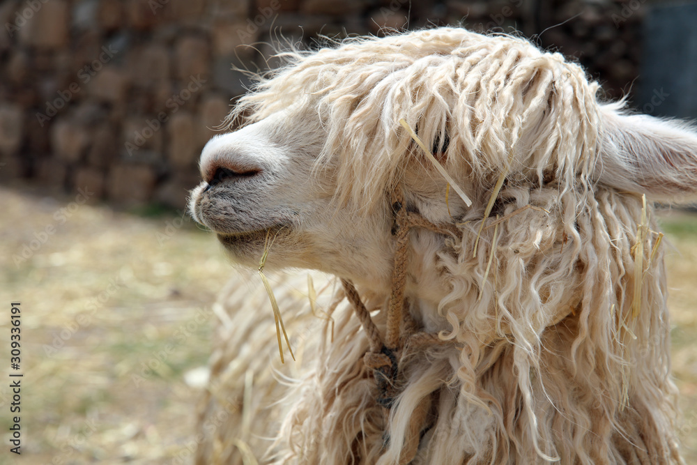 Lama (Lama glama) in Peru. Südamerika Lama (Lama glama) in Peru. Südamerika