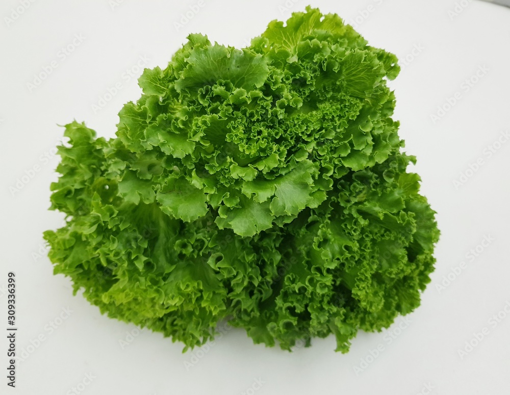 fresh green lettuce isolated on white background fresh green lettuce isolated on white background