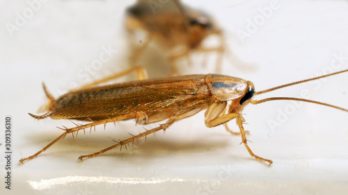 Macro photo of an adult red cockroach alive on white surface. Disgusting domestic insects