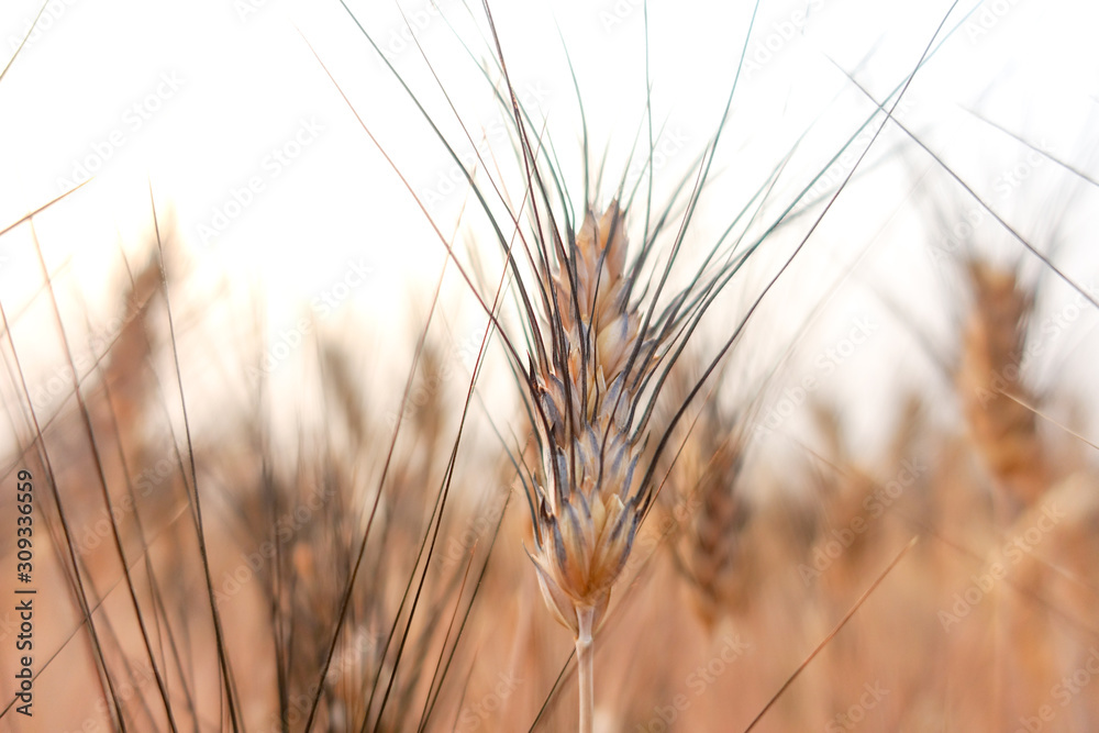 Wheat crop in field on sunny day Wheat crop in field on sunny day