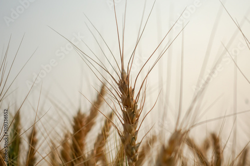 Wheat crop in field on sunny day