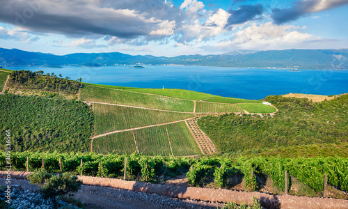Beautiful summer view of Rizman vineyard, Kremena village location. Beautiful world of Mediterranean countries, nice sunny day in Croatia, Europe, Adriatic sea. Beauty of nature concept background.. photo