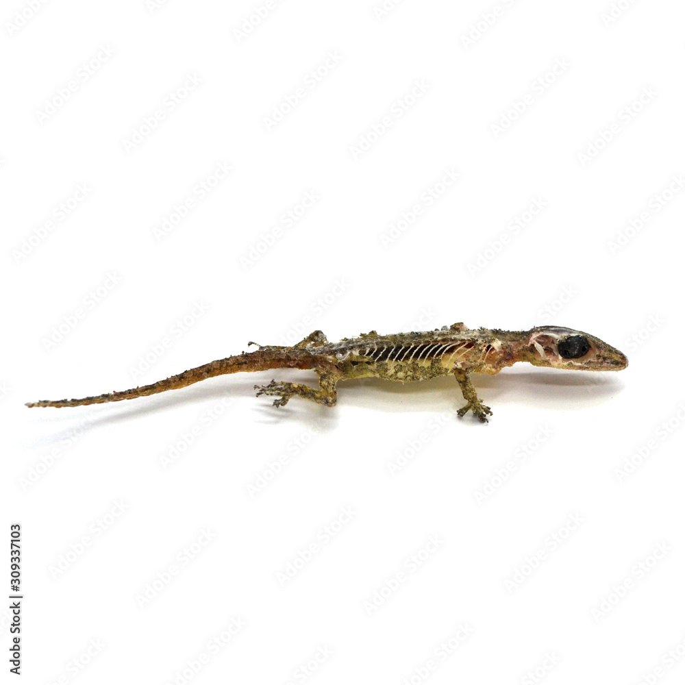 Fototapeta premium Dead Gecko Lizard on white background