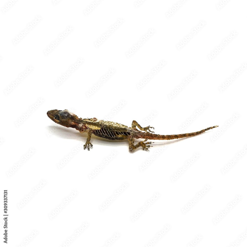 Naklejka premium Martwa jaszczurka Gecko na białym tle