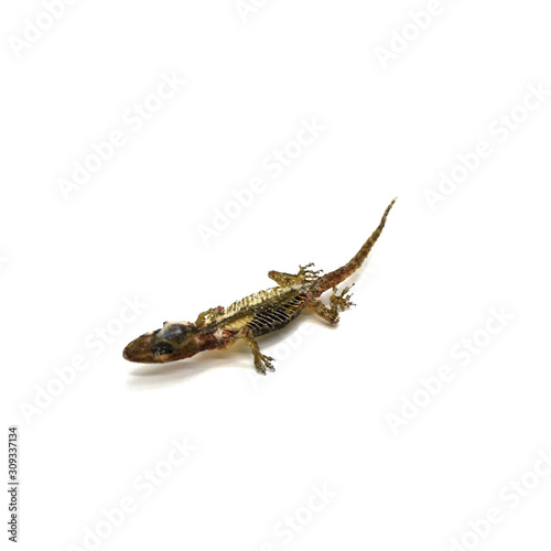 Dead Gecko Lizard on white background