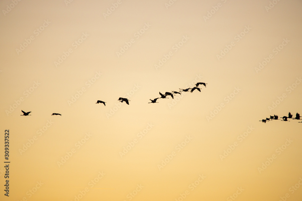 cranes flying over sky at sunrise