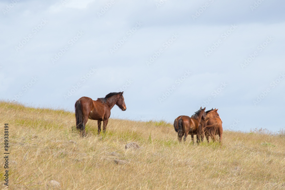 View from the summit of the Poike volcano of a group of wild horses. Easter Island, Chile