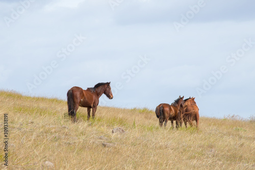 View from the summit of the Poike volcano of a group of wild horses. Easter Island, Chile © Marco Ramerini