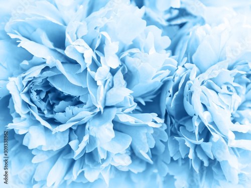 Beauty  peony flowers toned classic blue color