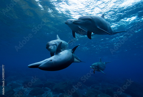 dolphins in the sea © 敏治 荒川