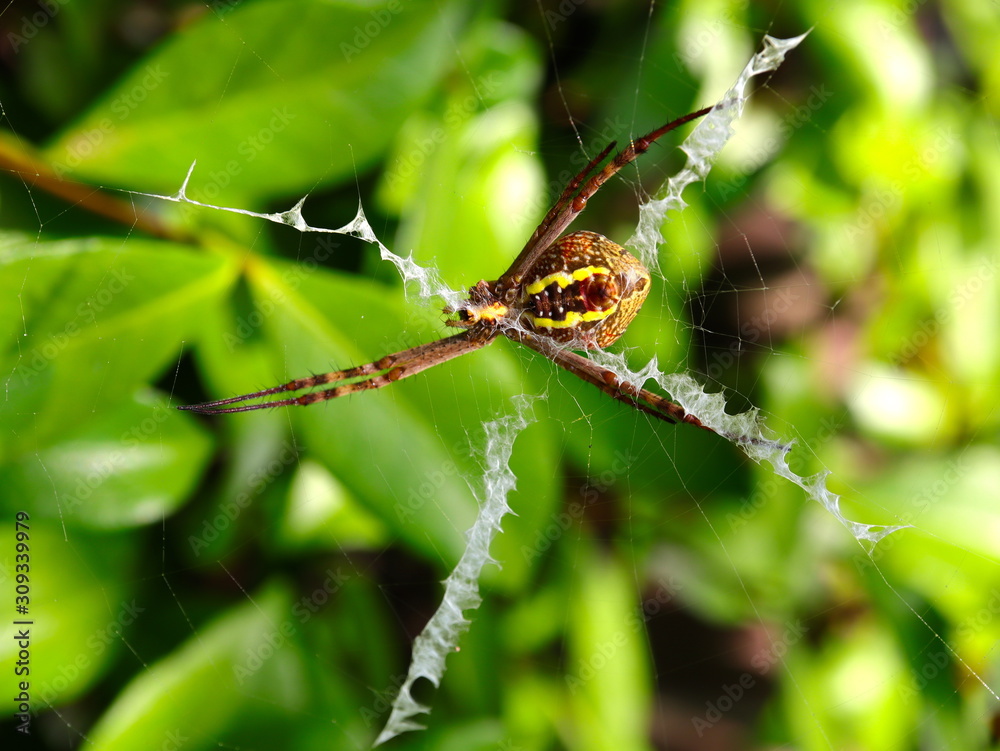 Macro of a Spider in a Sydney Backyard on its web Macro of a Spider in a Sydney Backyard on its web