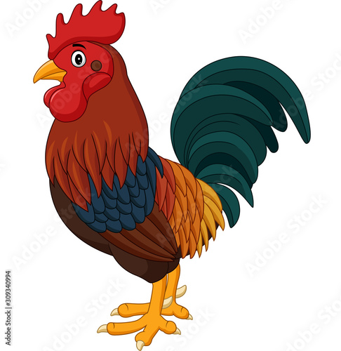 Cartoon rooster isolated on white background