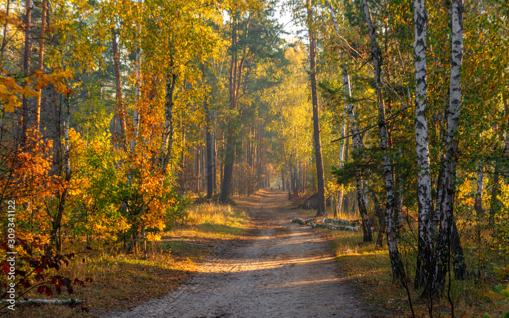 Forest. Autumn. A pleasant walk through the forest, dressed in an autumn outfit. The sun plays on the branches of trees and permeates the entire forest with its rays. Light fog makes the picture a lit Forest. Autumn. A pleasant walk through the forest, dressed in an autumn outfit. The sun plays on the branches of trees and permeates the entire forest with its rays. Light fog makes the picture a lit