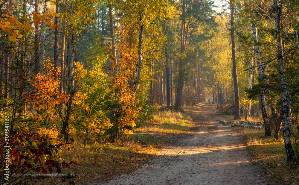 Forest. Autumn. A pleasant walk through the forest, dressed in an autumn outfit. The sun plays on the branches of trees and permeates the entire forest with its rays. Light fog makes the picture a lit