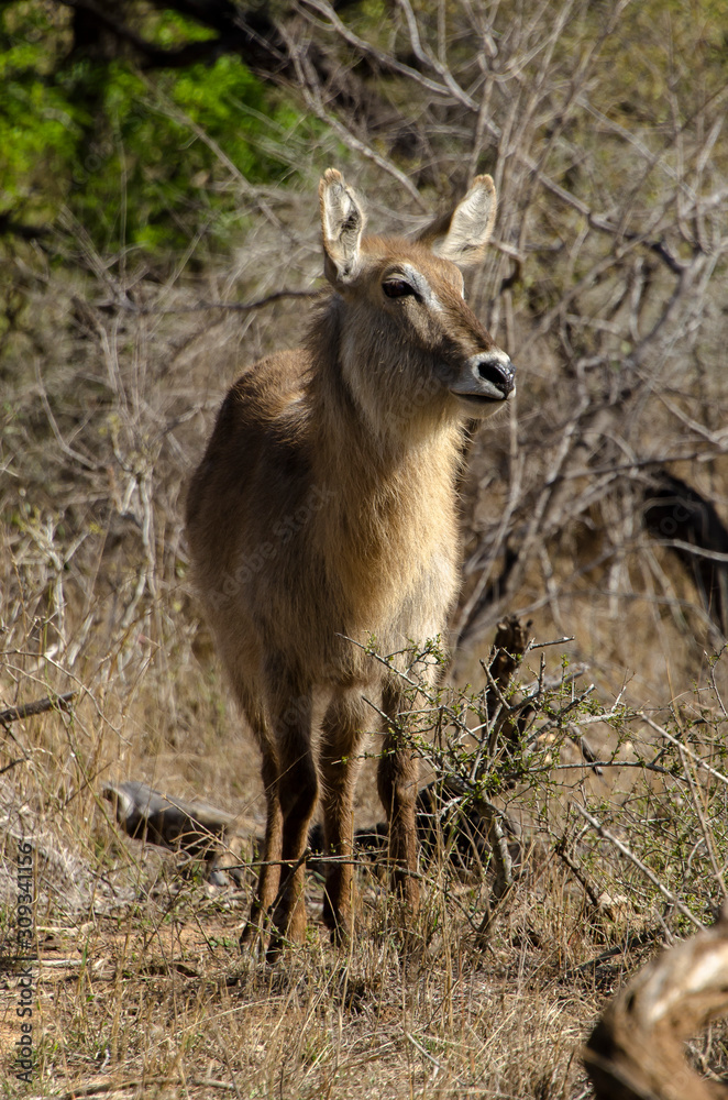 Cobe à croissant , Waterbuck, Kobus ellipsiprymnus, Parc national du Pilanesberg, Afrique du Sud Cobe à croissant , Waterbuck, Kobus ellipsiprymnus, Parc national du Pilanesberg, Afrique du Sud