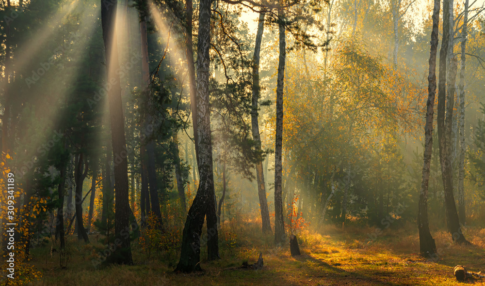 Forest. Autumn. A pleasant walk through the forest, dressed in an autumn outfit. The sun plays on the branches of trees and permeates the entire forest with its rays. Light fog makes the picture a lit