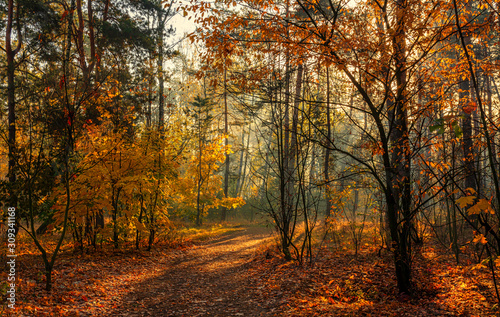 Forest. Autumn. A pleasant walk through the forest  dressed in an autumn outfit. The sun plays on the branches of trees and permeates the entire forest with its rays. Light fog makes the picture a lit