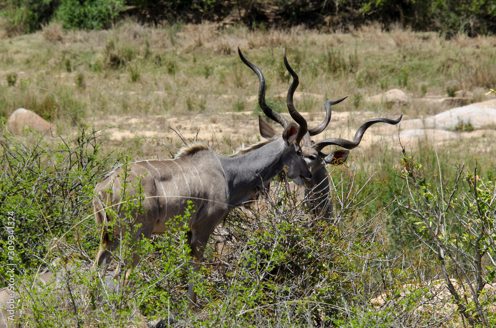 Grand koudou, mâle, Tragelaphus strepsiceros, Afrique du Sud Grand koudou, mâle, Tragelaphus strepsiceros, Afrique du Sud